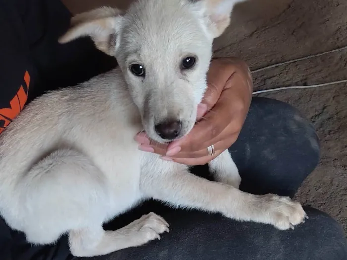 Cachorro ra a SRD-ViraLata idade 2 a 6 meses nome Scott 
