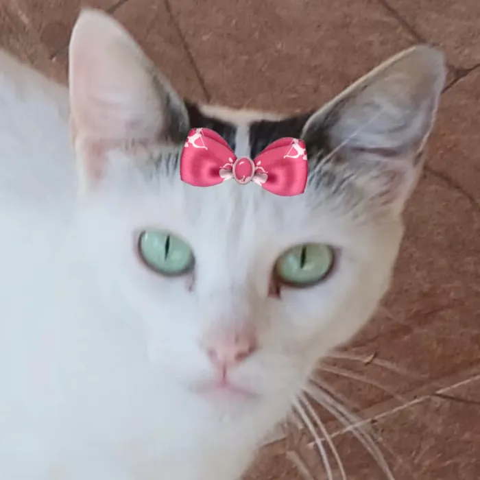 Gato ra a SRD-ViraLata idade 1 ano nome Angel 