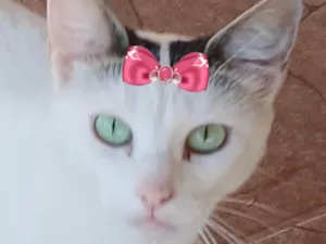 Gato raça SRD-ViraLata idade 1 ano nome Angel 