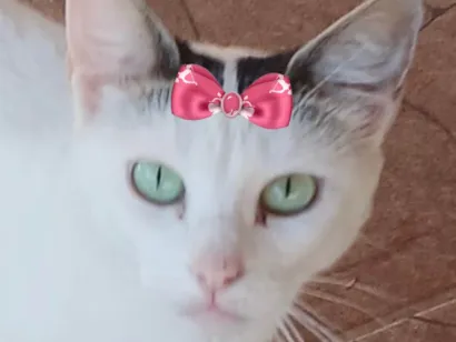 Gato raça SRD-ViraLata idade 1 ano nome Angel 