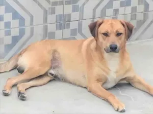 Cachorro raça SRD-ViraLata idade 3 anos nome Bóris 