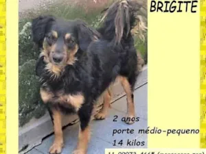 Cachorro raça SRD-ViraLata idade 2 anos nome Brigite