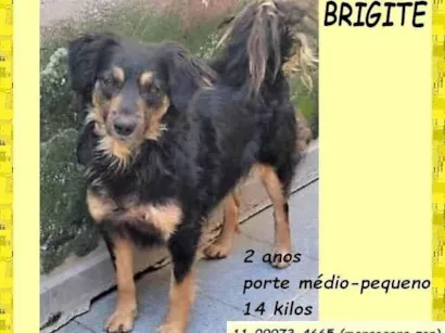 Cachorro raça SRD-ViraLata idade 2 anos nome Brigite