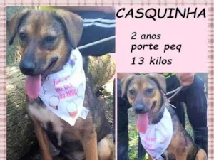Cachorro raça SRD-ViraLata idade 2 anos nome Casquinha 