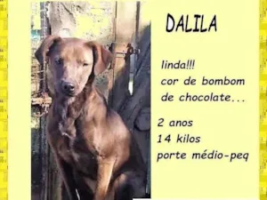 Cachorro raça SRD-ViraLata idade 2 anos nome Dalila 