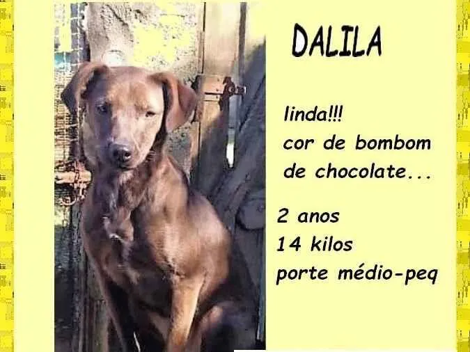 Cachorro ra a SRD-ViraLata idade 2 anos nome Dalila 