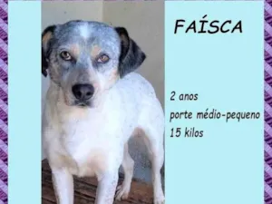 Cachorro raça SRD-ViraLata idade 2 anos nome Faísca 