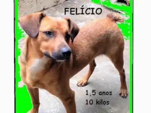 Cachorro raça SRD-ViraLata idade 1 ano nome Felício 