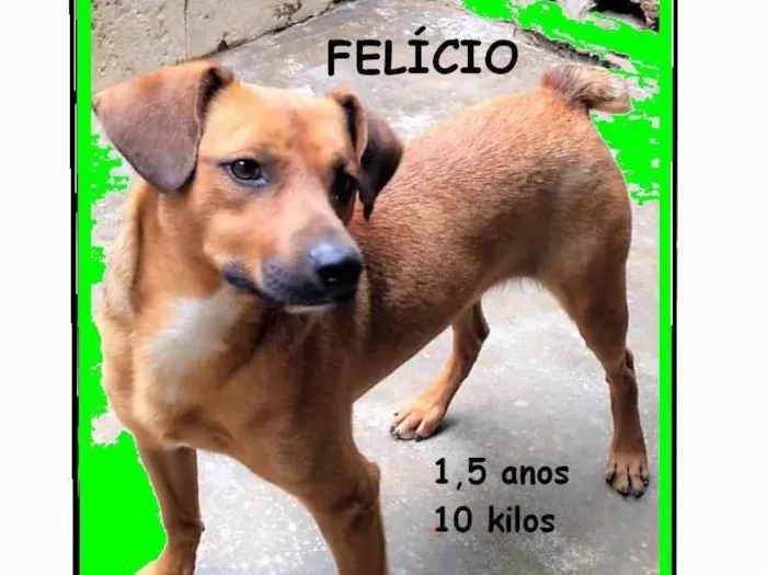 Cachorro ra a SRD-ViraLata idade 1 ano nome Felício 