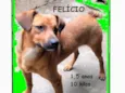 Felício