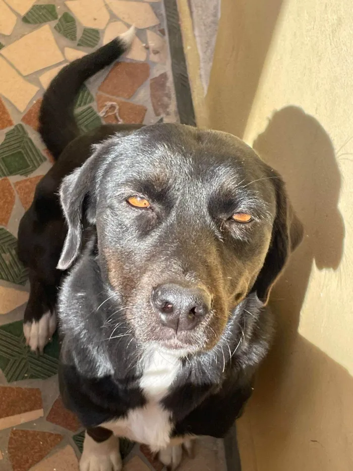 Cachorro raça SRD-ViraLata idade 3 anos nome Gamora