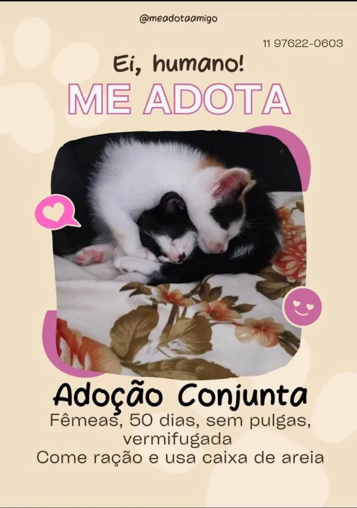 Gato ra a SRD-ViraLata idade Abaixo de 2 meses nome Frajolinhas