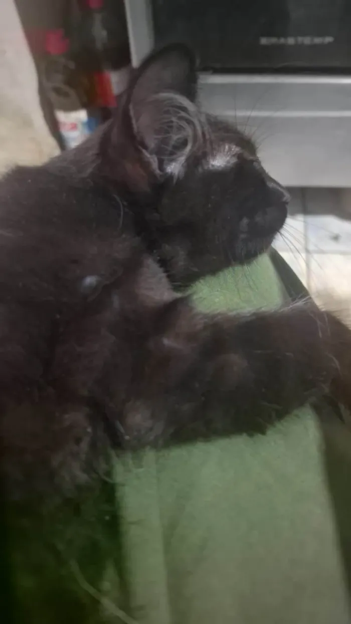 Gato ra a SRD-ViraLata idade 7 a 11 meses nome ainda não tem