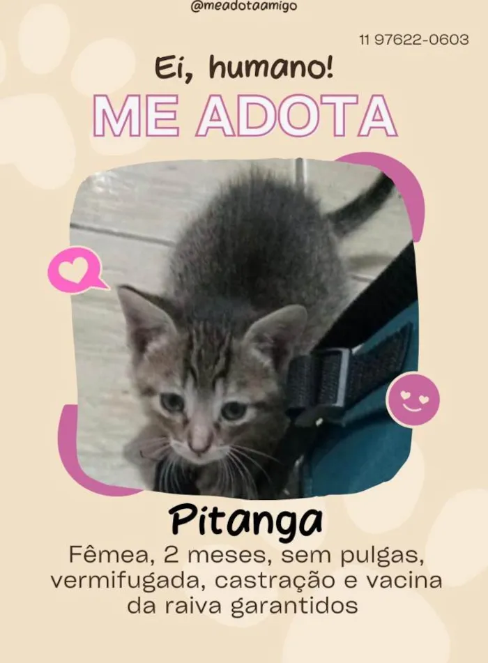 Gato ra a SRD-ViraLata idade Abaixo de 2 meses nome Pitanga