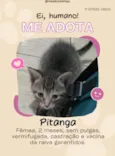 Pitanga