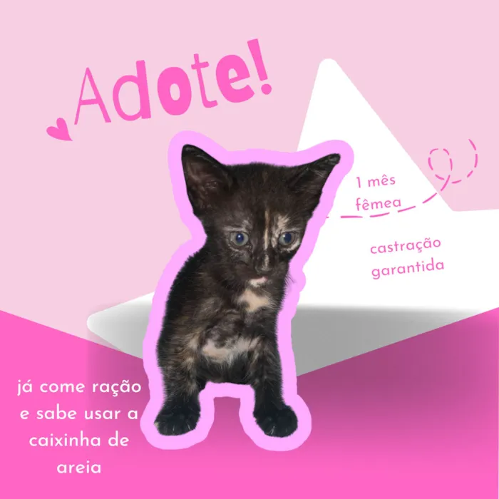Gato ra a SRD-ViraLata idade Abaixo de 2 meses nome 3 filhotes para adoção
