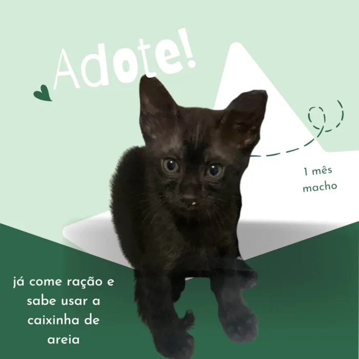 Gato ra a SRD-ViraLata idade Abaixo de 2 meses nome 3 filhotes para adoção