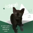 3 filhotes para adoção