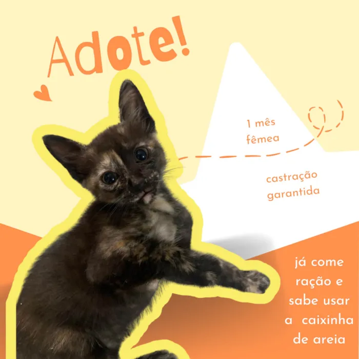 Gato ra a SRD-ViraLata idade Abaixo de 2 meses nome 3 filhotes para adoção