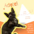 3 filhotes para adoção