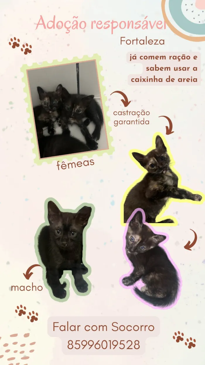 Gato ra a SRD-ViraLata idade Abaixo de 2 meses nome 3 filhotes para adoção