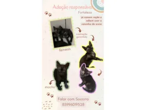 Gato raça SRD-ViraLata idade Abaixo de 2 meses nome 3 filhotes para adoção
