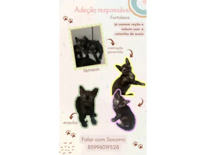 Gato raça SRD-ViraLata idade Abaixo de 2 meses nome 3 filhotes para adoção