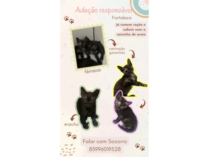 Gato ra a SRD-ViraLata idade Abaixo de 2 meses nome 3 filhotes para adoção