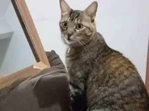 Gato raça SRD-ViraLata idade 3 anos nome Mili