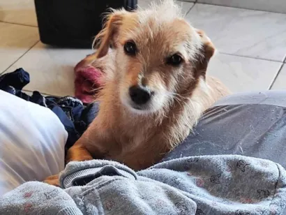 Cachorro raça SRD-ViraLata idade 1 ano nome Xeron