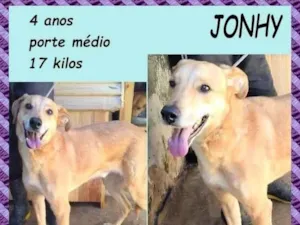 Cachorro raça SRD-ViraLata idade 4 anos nome Jonhy 