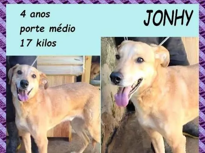 Cachorro ra a SRD-ViraLata idade 4 anos nome Jonhy 