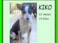 Kiko