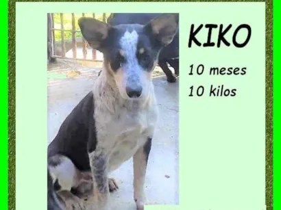 Cachorro raça SRD-ViraLata idade 7 a 11 meses nome Kiko