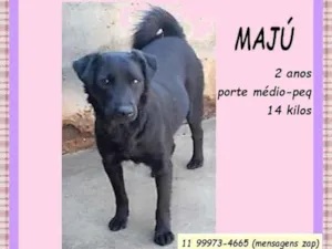 Cachorro raça SRD-ViraLata idade 2 anos nome Majú 