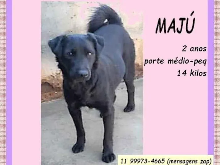 Cachorro ra a SRD-ViraLata idade 2 anos nome Majú 