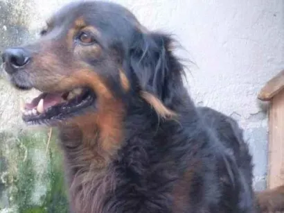 Cachorro raça SRD-ViraLata idade 6 ou mais anos nome Pateta