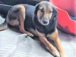 Cachorro raça SRD-ViraLata idade 2 anos nome Pernuda