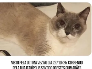Gato raça Siamês idade 6 ou mais anos nome Procuro a minha gata, nome: Mima
