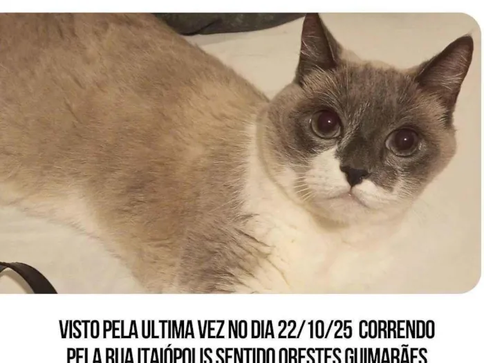 Gato ra a Siamês idade 6 ou mais anos nome Procuro a minha gata, nome: Mima