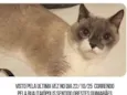 Procuro a minha gata, nome: Mima