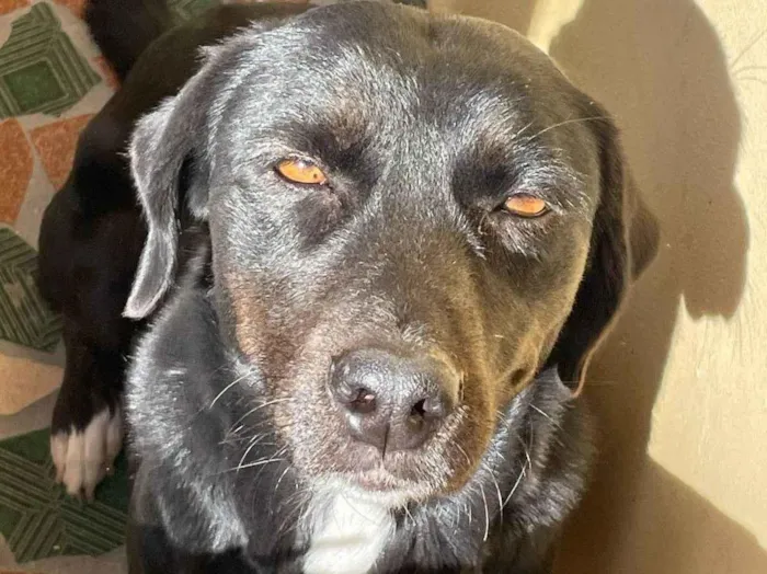 Cachorro raça SRD-ViraLata idade 3 anos nome Gamora