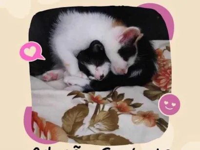 Gato raça SRD-ViraLata idade Abaixo de 2 meses nome Frajolinhas