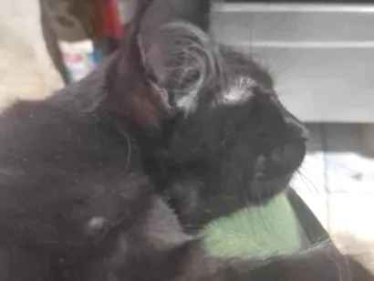 Gato raça SRD-ViraLata idade 7 a 11 meses nome ainda não tem