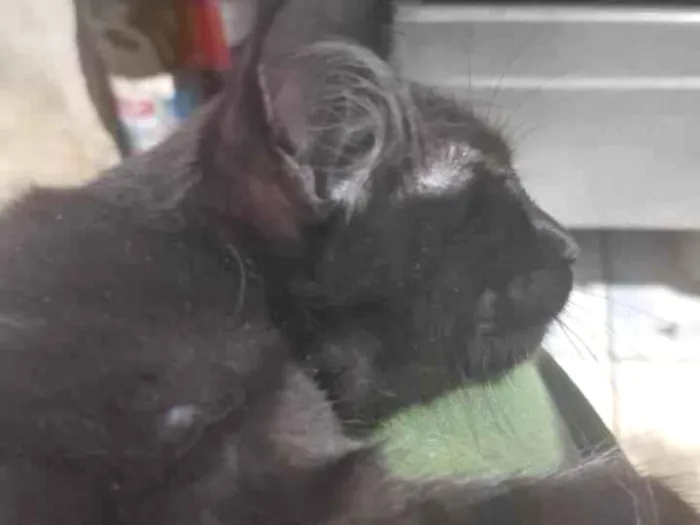 Gato ra a SRD-ViraLata idade 7 a 11 meses nome ainda não tem