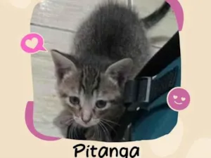 Gato raça SRD-ViraLata idade Abaixo de 2 meses nome Pitanga