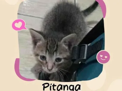 Gato raça SRD-ViraLata idade Abaixo de 2 meses nome Pitanga
