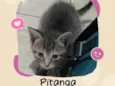Pitanga