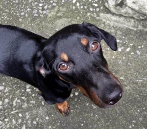 Cachorro raça SRD-ViraLata idade 7 a 11 meses nome iori