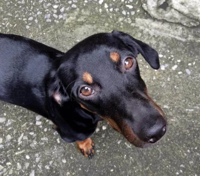 Cachorro raça SRD-ViraLata idade 7 a 11 meses nome iori